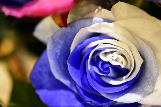 爱情蓝白玫瑰图片素材免费下载