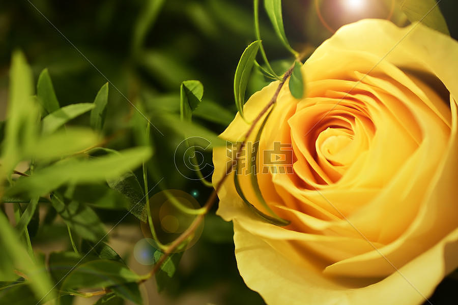 爱情黄玫瑰图片素材免费下载