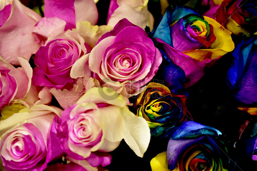 缤纷色彩玫瑰花图片素材免费下载