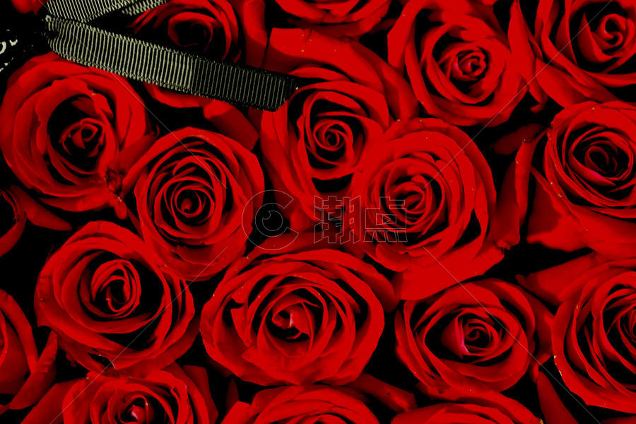 爱情红玫瑰图片素材免费下载