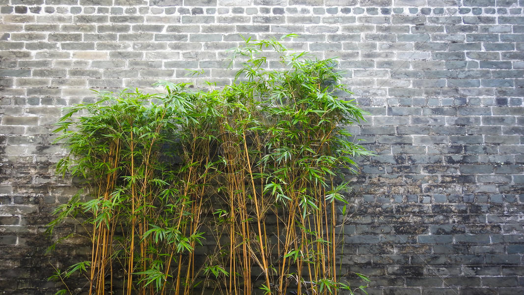 中国风古老砖墙背景中的竹子图片素材免费下载