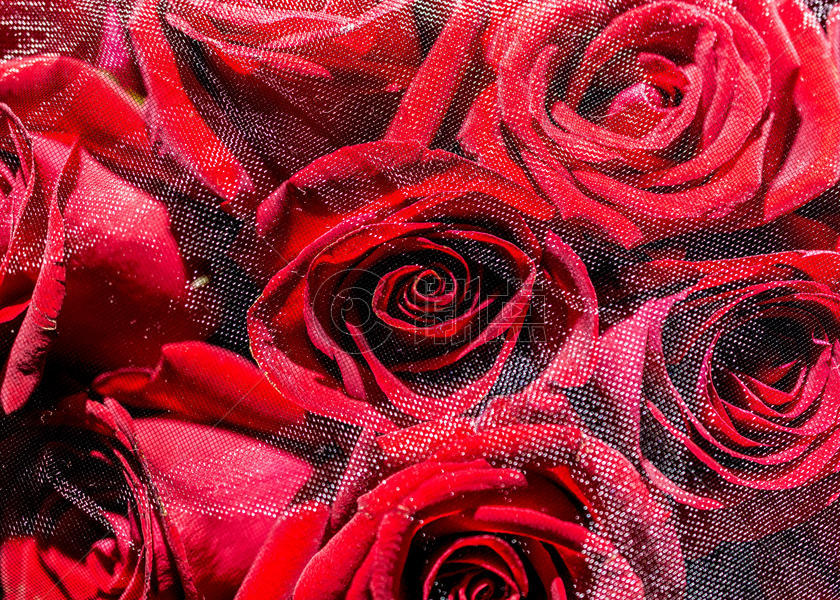 蒙纱玫瑰花图片素材免费下载