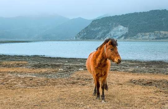 湖泊边的马匹图片素材免费下载