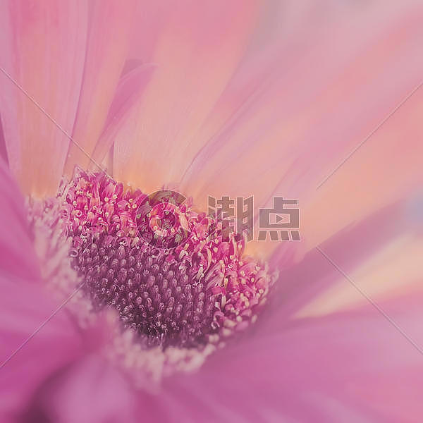 花样年华——粉色花朵图片素材免费下载