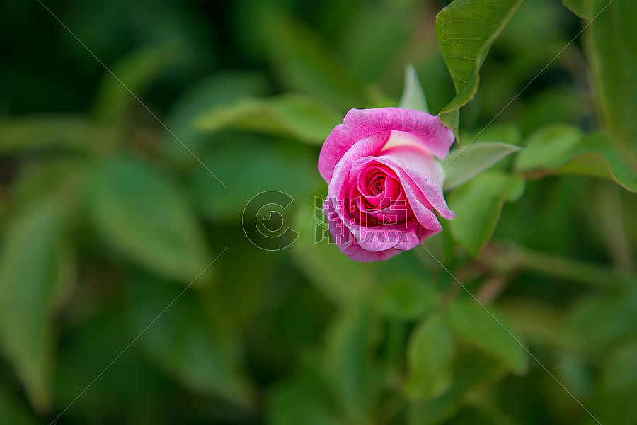 粉色玫瑰绿叶背景图片素材免费下载