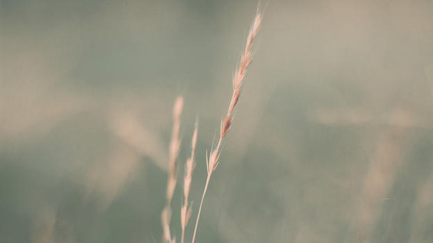 日系小麦色背景图片素材免费下载