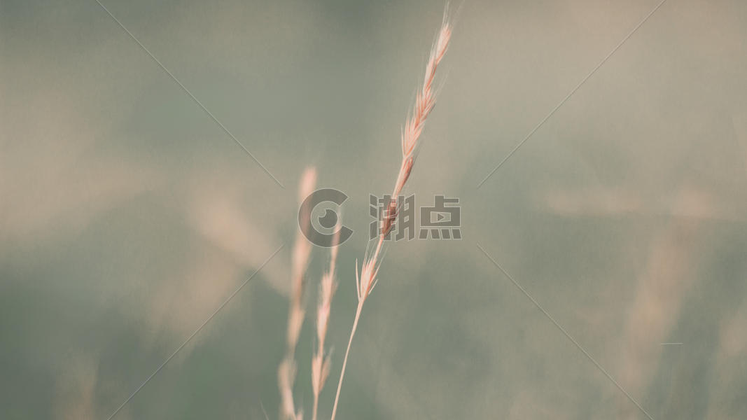 日系小麦色背景图片素材免费下载