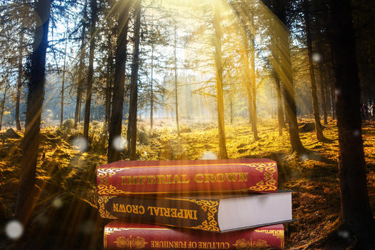 森里里的魔法书图片素材免费下载
