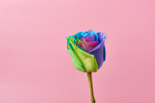 彩色玫瑰七彩玫瑰图片素材免费下载