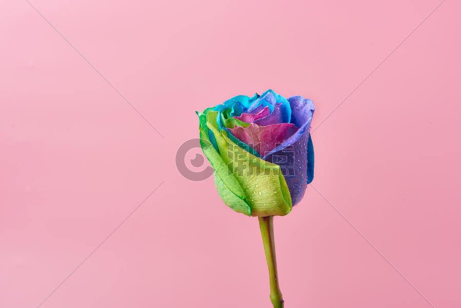 彩色玫瑰七彩玫瑰图片素材免费下载
