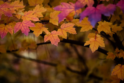 秋天彩色的枫叶图片图片素材免费下载