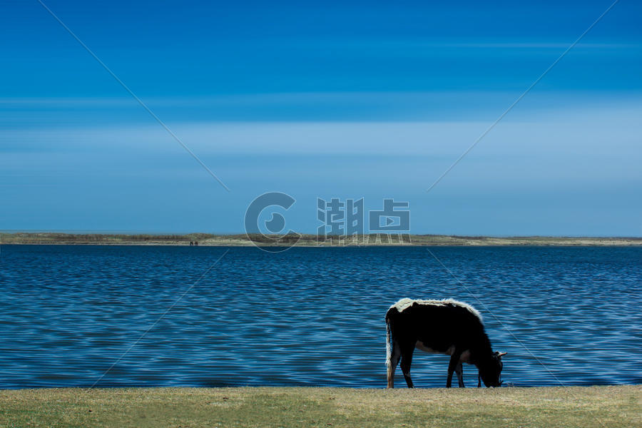 青海湖边的牛图片素材免费下载