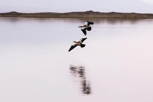 青海湖上的鸟儿图片素材免费下载