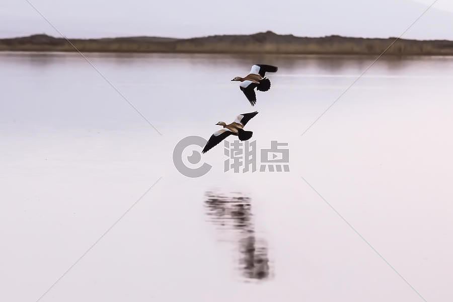 青海湖上的鸟儿图片素材免费下载