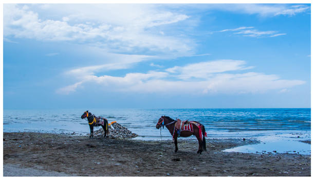 青海湖边的马图片素材免费下载