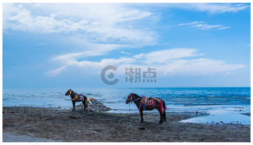 青海湖边的马图片素材免费下载