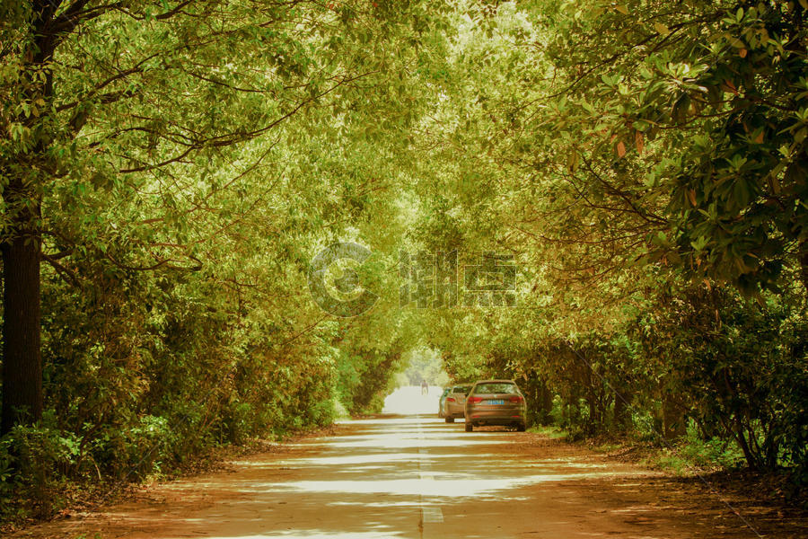 两旁树木的道路图片素材免费下载