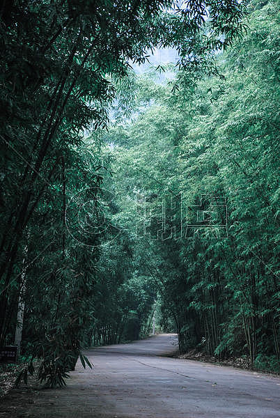 竹林深处的道路图片素材免费下载