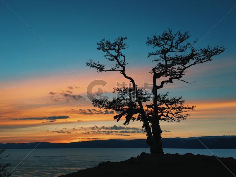 夕阳西下时分的树图片素材免费下载