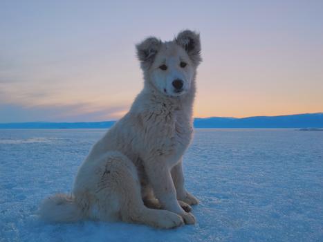 冰原上的狗图片素材免费下载