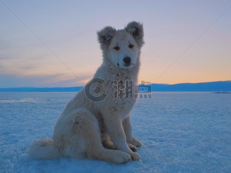 冰原上的狗图片素材免费下载