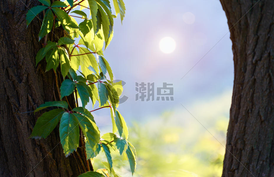 午后阳光照耀下的树叶图片素材免费下载