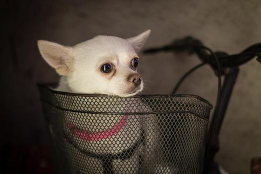 车篮里的狗狗图片素材免费下载