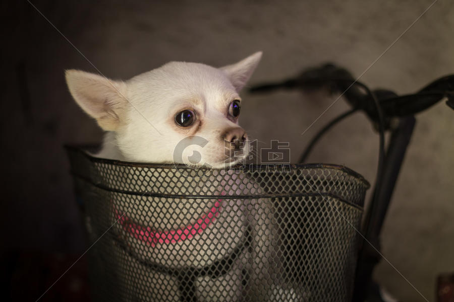 车篮里的狗狗图片素材免费下载