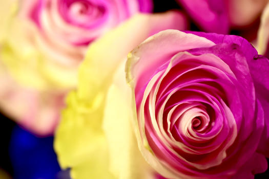 色彩缤纷玫瑰花图片素材免费下载
