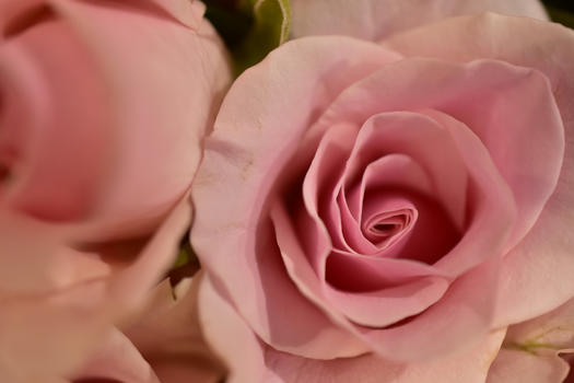 粉玫瑰图片素材免费下载