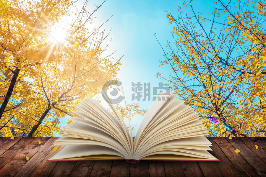 树林里木板上面朝阳光打开的书本图片素材免费下载