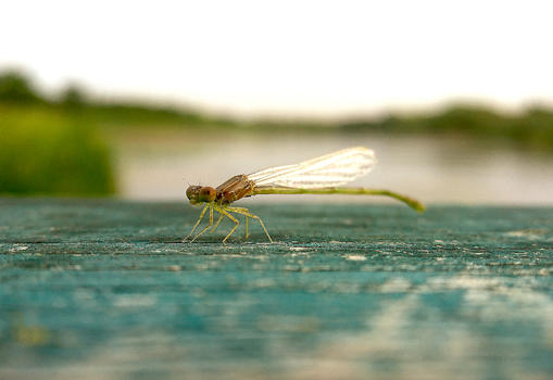 手机微摄之蜻蜓图片素材免费下载