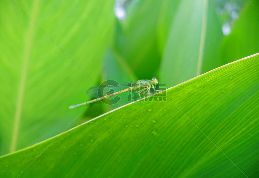 手机微摄之蜻蜓图片素材免费下载