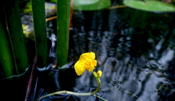 虎丘湿地公园之植物图片素材免费下载