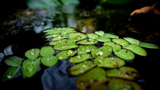 虎丘湿地公园之植物图片素材免费下载