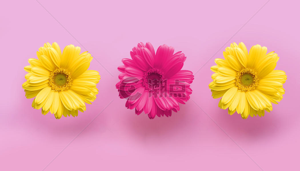 粉红色的背景上的雏菊图片素材免费下载