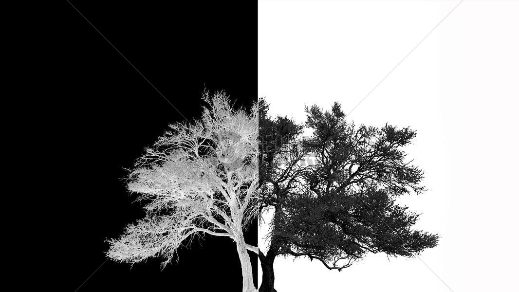 黑白创意的树背景素材图片素材免费下载
