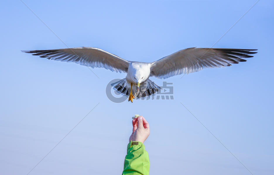 喂食飞翔的海鸥图片素材免费下载