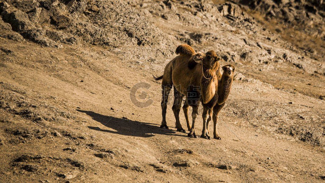 骆驼母子图片素材免费下载