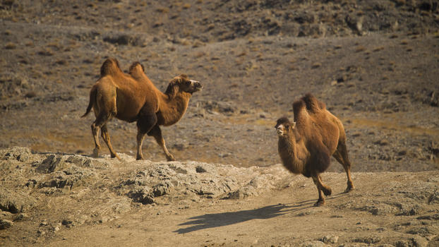 沙漠追逐的骆驼图片素材免费下载