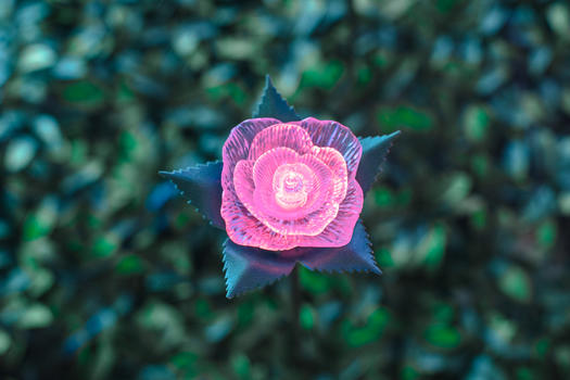 水晶鲜花玫瑰图片素材免费下载