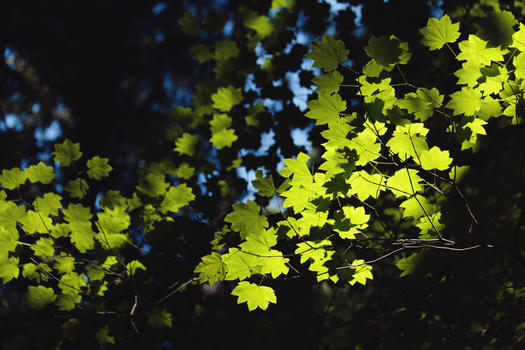 阳光穿过树叶图片素材免费下载