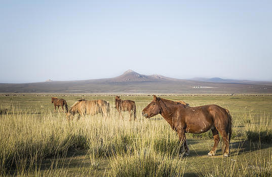蒙古草原马群图片素材免费下载