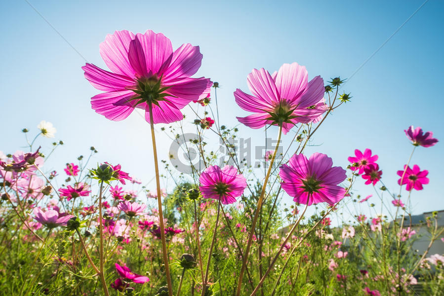 阳光下的花朵图片素材免费下载
