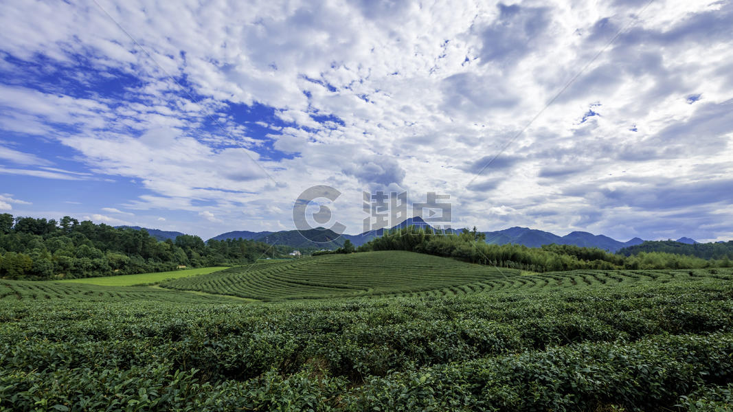 大气的茶山全景图图片素材免费下载
