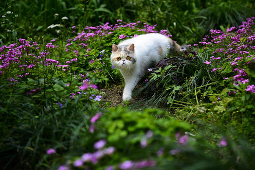 花丛中的猫图片素材免费下载