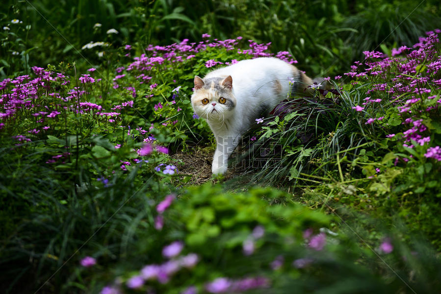 花丛中的猫图片素材免费下载