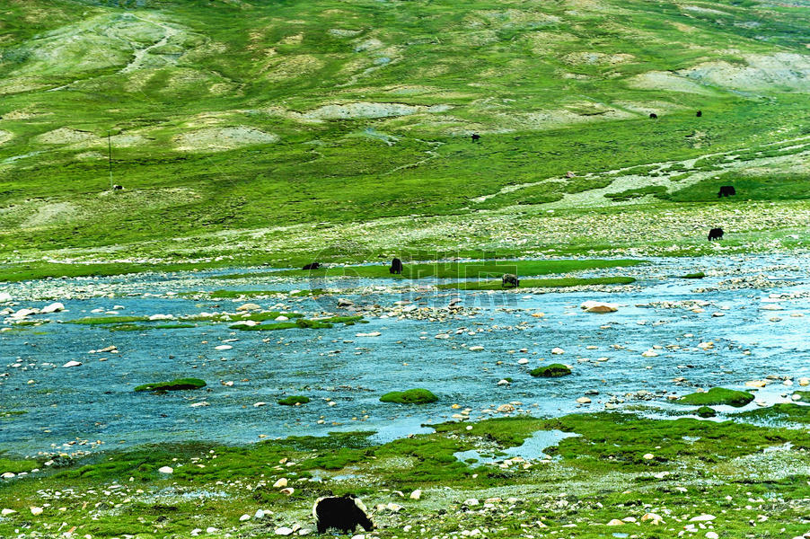 西藏阿里无人区草原河流旁的牦牛群图片素材免费下载