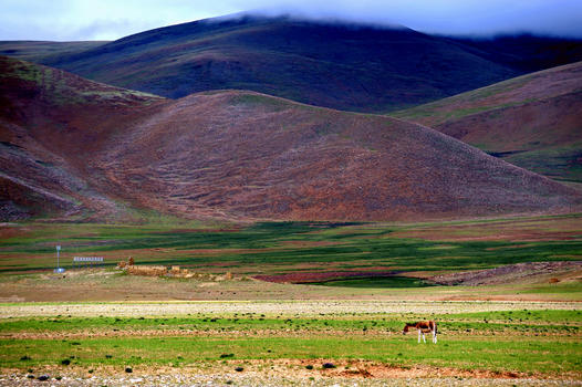 西藏阿里无人区藏野驴图片素材免费下载