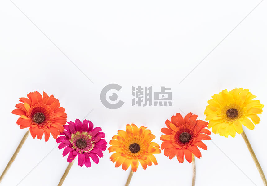 彩色花朵 图片素材免费下载